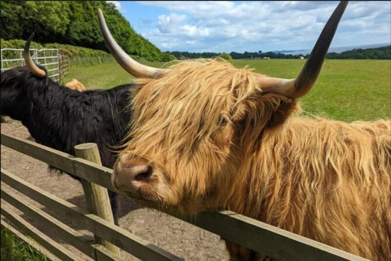 Loch Lomond Highland Cows Victorian Town Half-Day Tour - Key Points