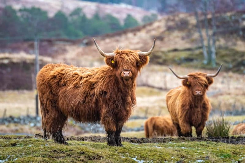 Loch Lomond, the Highlands & Hairy Coos (Small Group) - Exploring Luss: Picture-Perfect Village