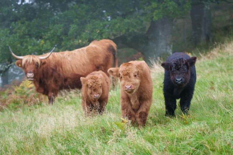 Loch Lomond & Trossachs: Highland Cow Experience with cake - Meeting Point at Nether Glenny Farm