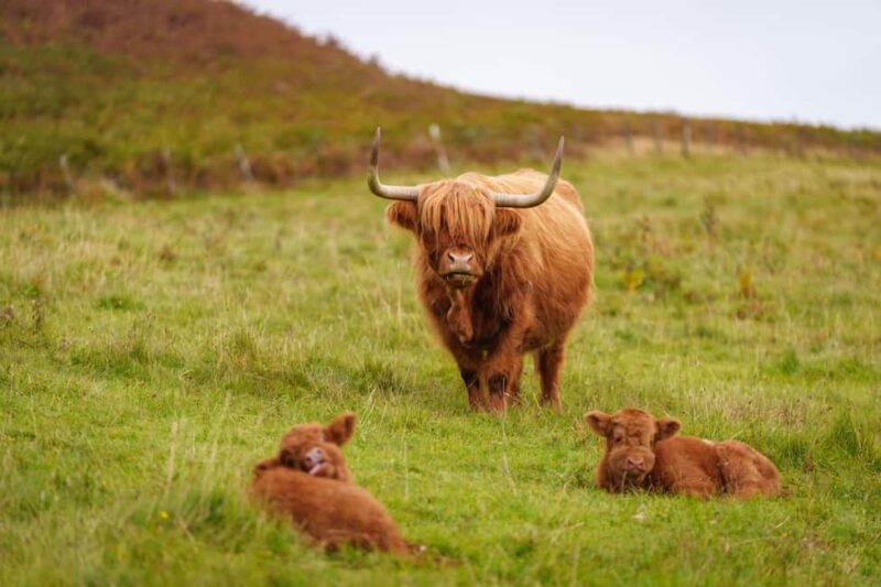 Loch Lomond & Trossachs: Highland Cow Experience with cake - Insight into Regenerative Farming and Rewilding Projects