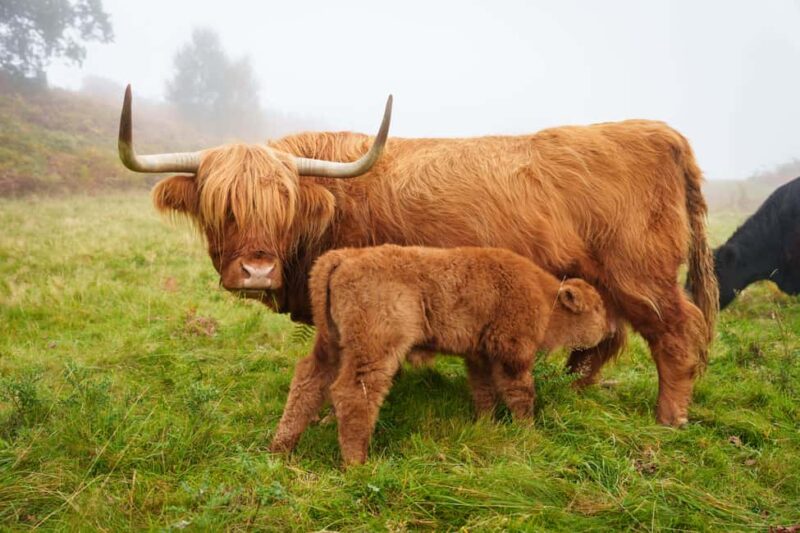 Loch Lomond & Trossachs: Highland Cow Experience with cake - Off-Road Travel with Stunning Views
