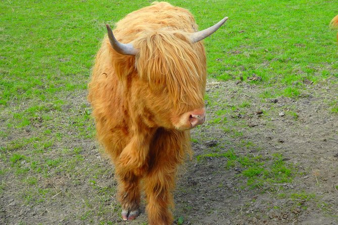 Loch Ness & Culloden Battlefield Private Tour from Inverness - Encounters with Highland Farm Animals at Robertsons Farm Shop