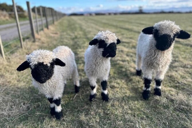 Loch Ness, Culloden, Clava and whisky/gin tour from Inverness. - Highland Highlands: Private Tours with Flexibility