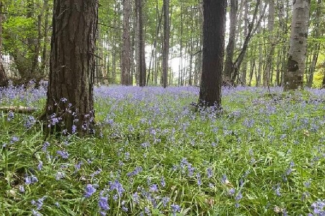 Loch Ness, Culloden, Clava and whisky/gin tour from Inverness. - Discover Inverness and Customizable Options