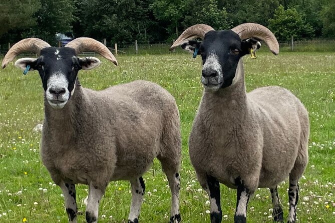 Loch Ness, Culloden, Clava and whisky/gin tour from Inverness. - Spirit Tasting in the Smallest Distillery: Great Glen