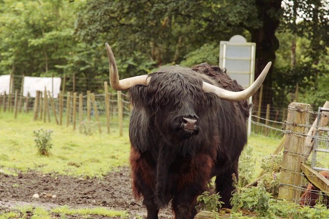 Loch Ness, Glencoe and The Scottish Highlands Tour from Edinburgh - Journey through Cairngorms National Park to Pitlochry