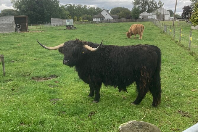 Loch Ness , Heilan Coos ,Great Glen , Fort William and Glencoe - Stops in Fort Augustus and the Caledonian Canal