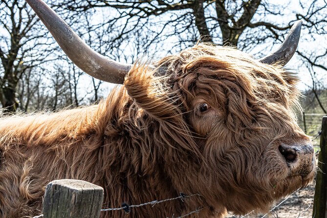 Loch Ness Private Day Tour up to 8 passengers - Loch Ness and the Search for Nessie