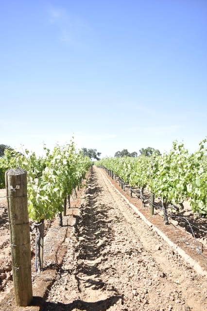 Lodi: Wine Tasting Tour Private Customized 1 -14 Group - Key Points