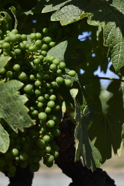 Lodi: Wine Tasting Tour Private Customized 1 -14 Group - Exploring Lodi’s Wine Region in Comfort