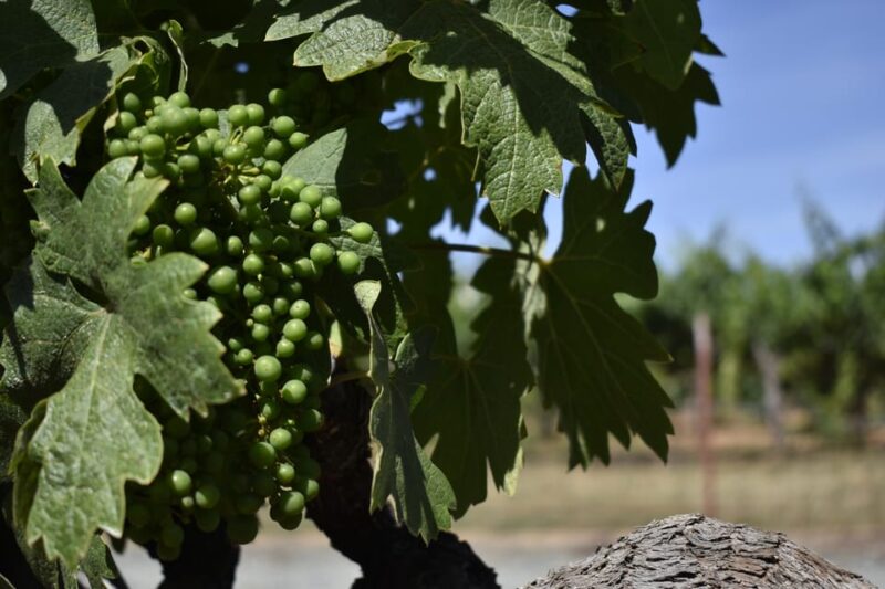 Lodi: Wine Tasting Tour Private Customized 1 -14 Group - Frequently Asked Questions