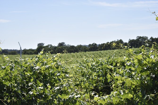 Lodi wine tasting tours Customized private 1 to 14 passenger - Tailored Wine Tasting Experience for Groups of Up to 14 in Lodi