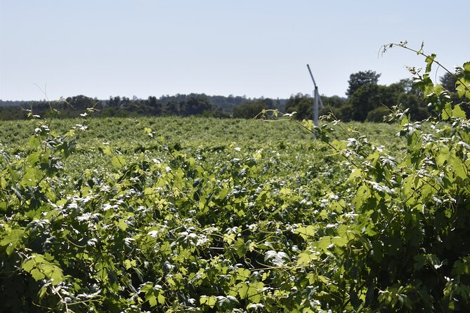 Lodi wine tasting tours Customized private 1 to 14 passenger - Planning Your Route and Wineries