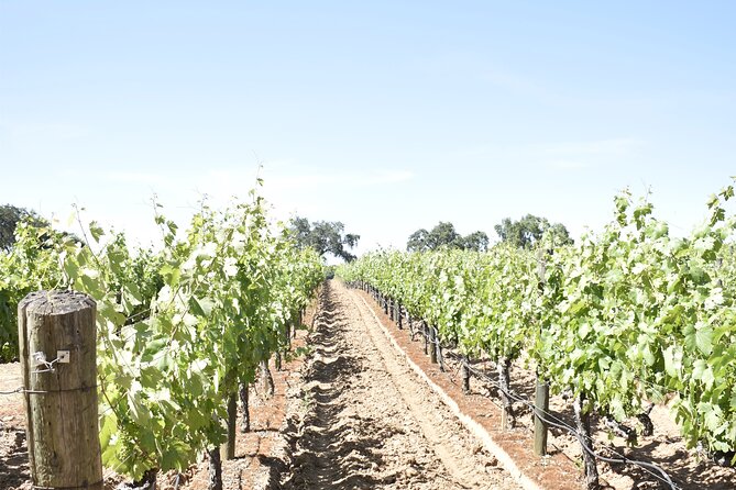 Lodi wine tasting tours Customized private 1 to 14 passenger - The Sum Up: A Personalized Day of Wine in Lodi