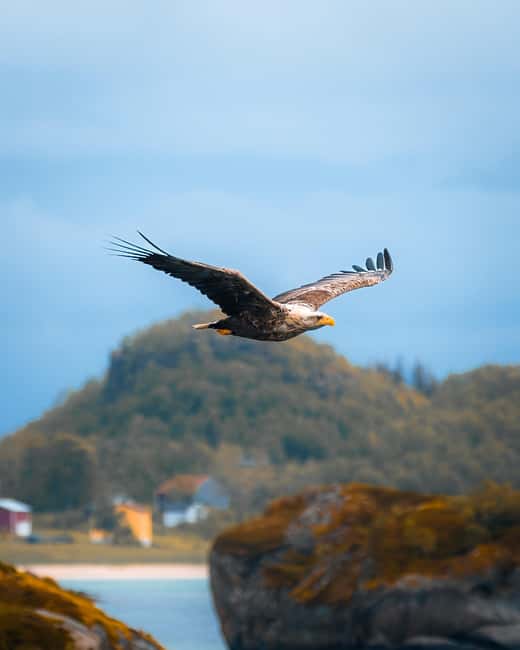 Lofoten: Chinese speaking photo tour - Svolvær to Å - Traveling Through Norway’s Fjords and Villages by Comfortable Van