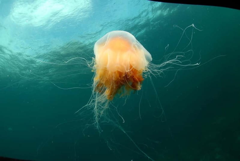 Lofoten: Family Snorkeling Tour - Starting Point at Øyaveien 31 in Nordland County
