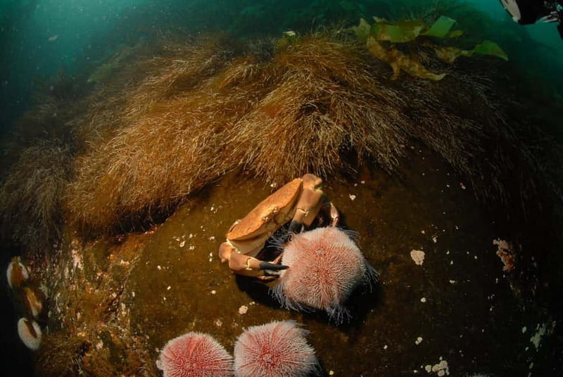 Lofoten: Family Snorkeling Tour - Lofoten Snorkeling Tour: Who Will Love It?
