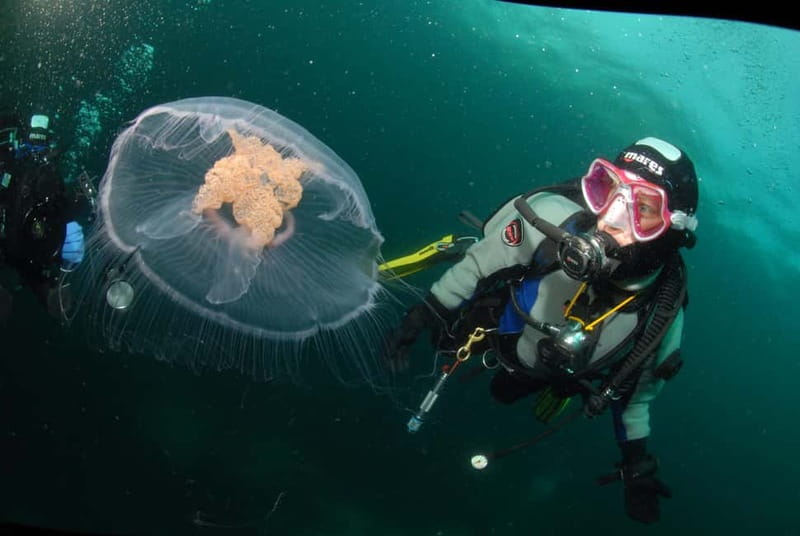 Lofoten: First Time Scuba Diving Experience - Key Points