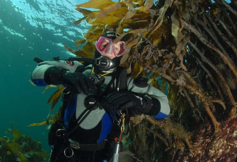 Lofoten: First Time Scuba Diving Experience - What to Expect During the Underwater Exploration