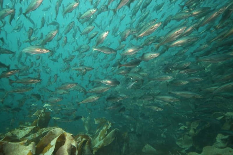 Lofoten: First Time Scuba Diving Experience - The Equipment and Clothing You Need to Bring