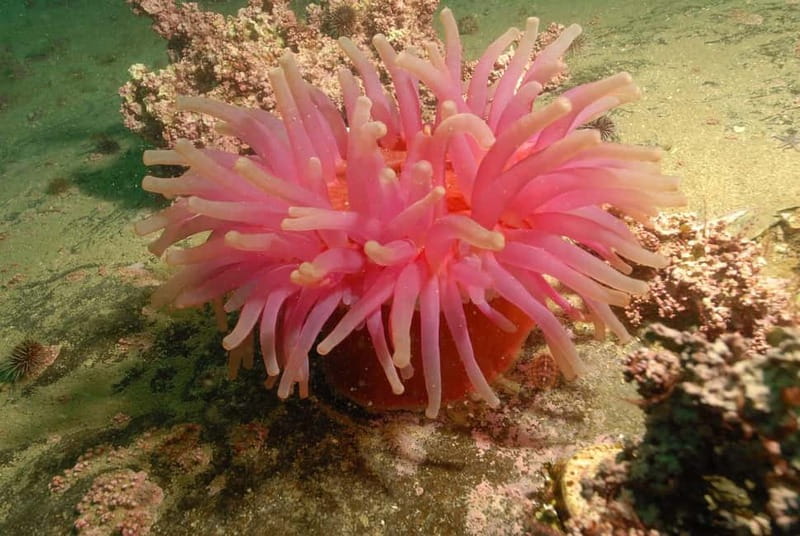 Lofoten: First Time Scuba Diving Experience - What Sets This Tour Apart from Other Arctic Activities