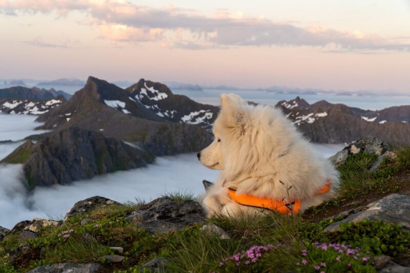 Lofoten Islands: Guided Hiking Into the Wilderness - Uphill - What Gear and Clothing Should You Bring?