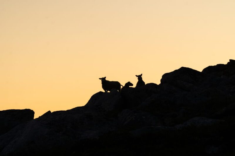 Lofoten Islands: Guided Hiking Into the Wilderness - Uphill - Meeting Point and Group Size Details