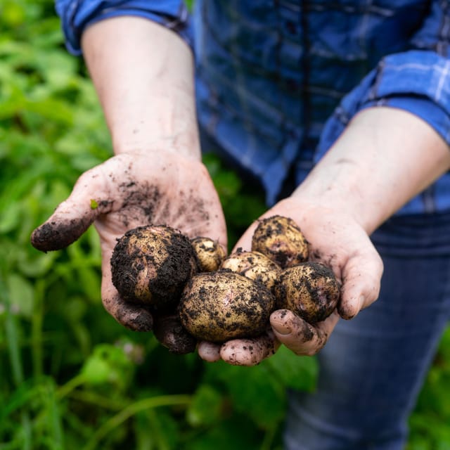 Lofoten (Stamsund and Leknes): Aimees Farm Experience - Final Thoughts on Aimees Farm Experience in Lofoten