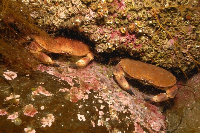 Lofoten Unique Snorkeling Experience in Dry Suit - Post-Snorkel Warm-up with Coffee or Tea