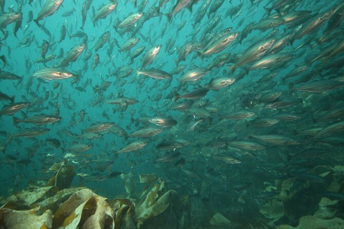 Lofoten Unique Snorkeling Experience in Dry Suit - Why This Tour Stands Out in Lofoten