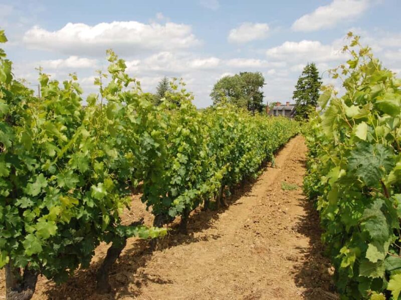 Loire Valley Tour & Wine Tasting Vouvray, Chinon, Bourgueil - Logistics and Practical Tips