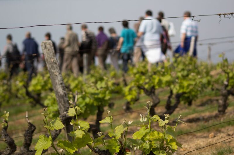 Loire Valley: Vouvray Vineyard Tour and Wine Tasting - Discovering the Family Winery in Chançay