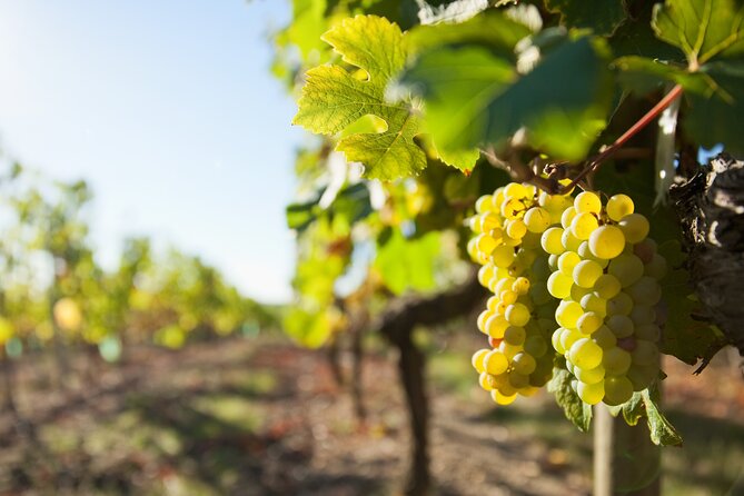 Loire Valley Wine Half Day Tour in Vouvray - Practical Details: Meeting Point and Group Size