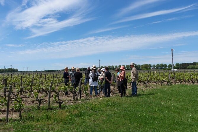 Loire Valley Wines Private Day Tour with Tastings from Tours or Amboise - Visiting the Wine Regions: Vouvray, Chinon, and Bourgueil