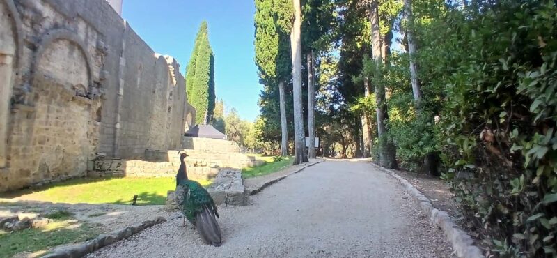 Lokrum Island Scenic Hike: History, Nature & Stories - Key Points