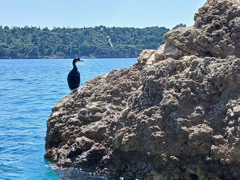 Lokrum Island Scenic Hike: History, Nature & Stories - From the Old Town to Lokrum’s Fort and Gardens