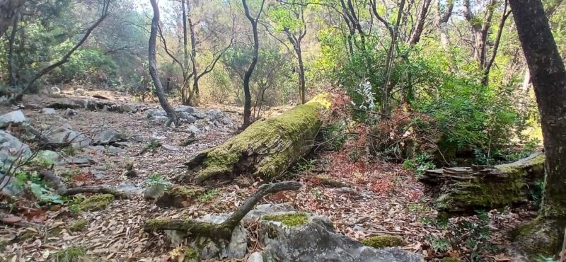 Lokrum Island Scenic Hike: History, Nature & Stories - Exploring the Monastery Ruins and Olive Groves
