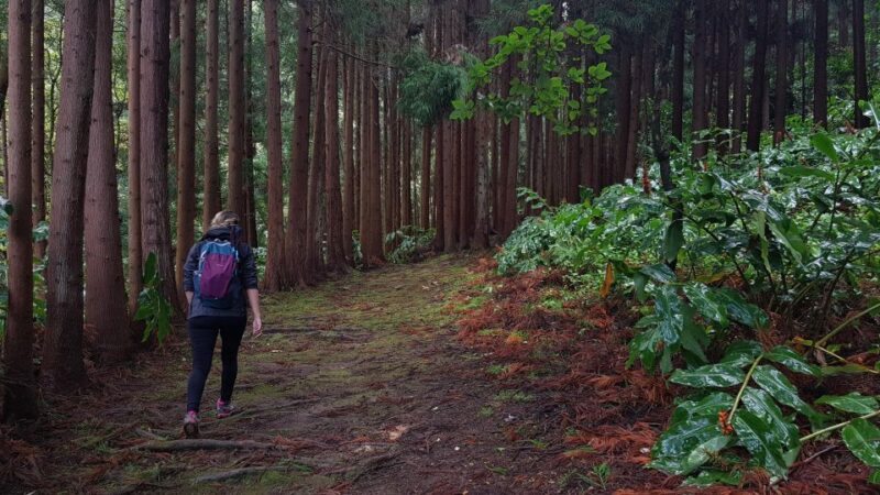Lomba de São Pedro: Waterfall Hiking Tour with Tea Tasting - Experience the Waterfall Hiking Tour in São Miguel with Tea Tasting