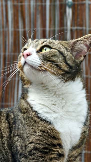 London Cat Cafe: Cat Lounge Entry Ticket - Key Points