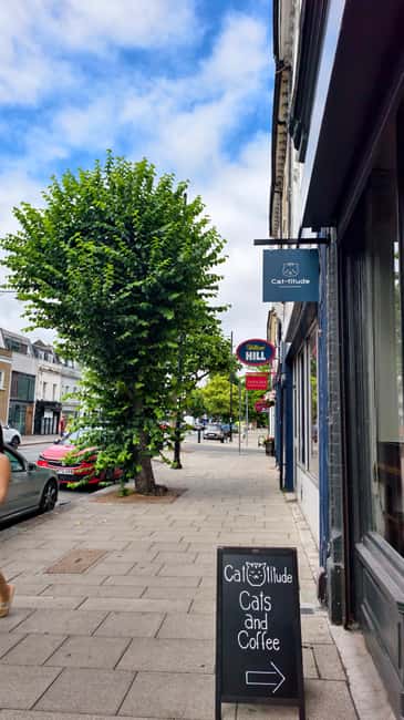 London Cat Cafe: Cat Lounge Entry Ticket - Unlimited Filtered Coffee and the Café Atmosphere