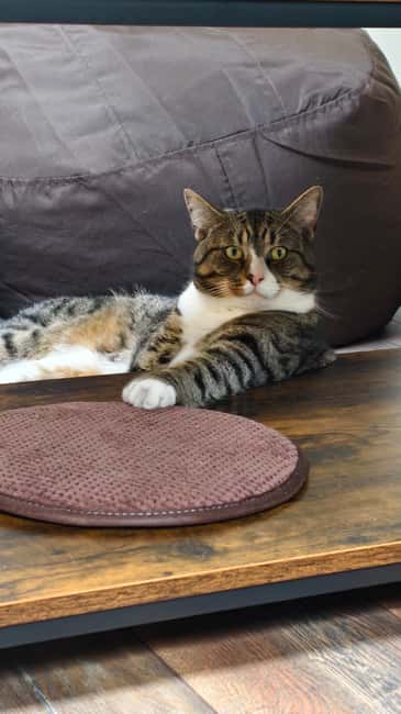 London Cat Cafe: Cat Lounge Entry Ticket - Important Rules and Restrictions at the Cat Lounge