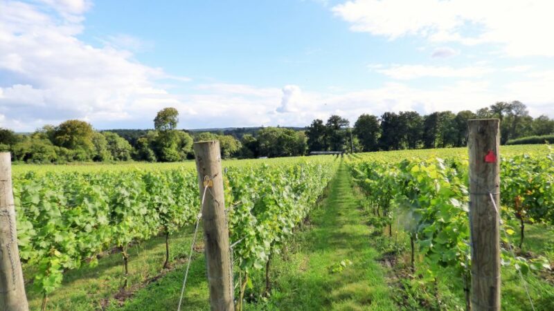 London: Full-Day English Wine Tour with Lunch - Explore the Charm of English Wines with a Full-Day Tour from London