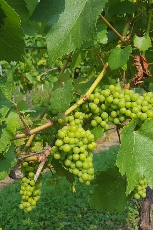 London: Full-Day English Wine Tour with Lunch - Key Points