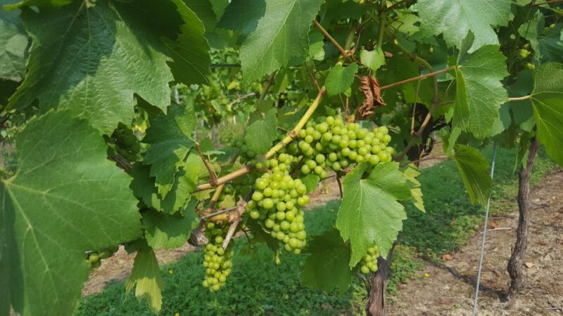 London: Full-Day English Wine Tour with Lunch - Second Vineyard: Guided Tasting and Wine Shopping Opportunities