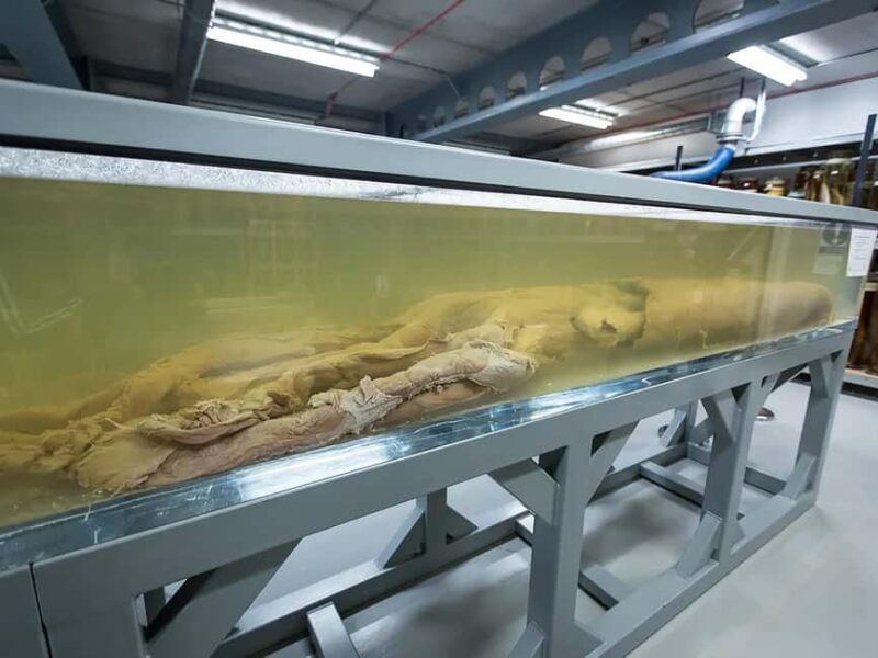 London: Guided Exploration at the Museum of Natural History - The Magnificence of Hintze Hall and the Blue Whale Skeleton