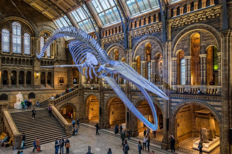 London: Guided Tour of the Natural History Museum - Discovering the Mammals Collection and the African Elephants