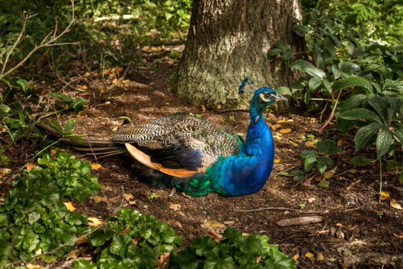 London: Kew Gardens Admission Ticket - Treetop Walkway and The Hive: Unique Perspectives on Nature