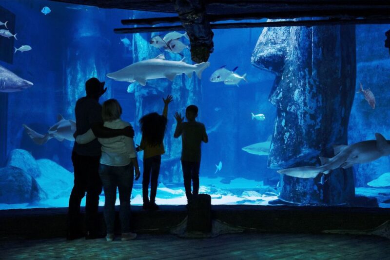 London: Madame Tussauds, London Eye & SEA LIFE Combo Ticket - SEA LIFE London Aquarium: Discover Marine Life Up Close