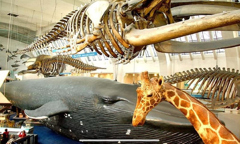 London: Natural History Museum + Guided Tour+ Priority Entry - Interactive Displays and Earthquake Simulator