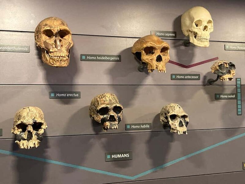 London Natural History Museum - Private Tour with Expert - What Visitors Can Expect During the Tour